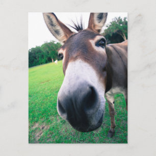 Carte Postale Donkey