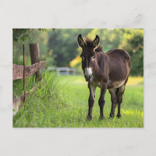 Carte postale Donkey