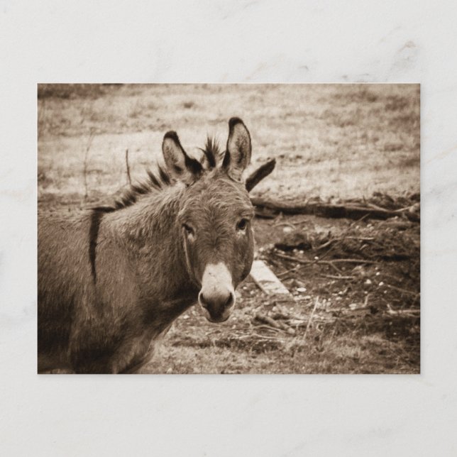 Carte Postale Donkey (Devant)
