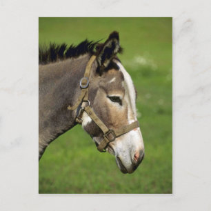 Carte Postale Donkey
