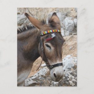 Carte Postale Donkey