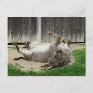 Carte Postale Donkey Avoir Un Bain