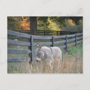 Carte Postale Donkey dans un champ d'automne