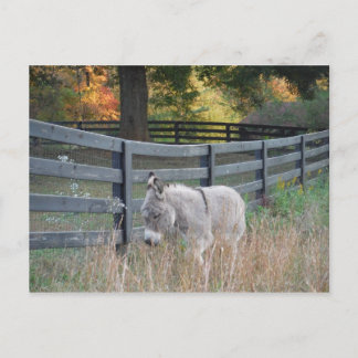 Carte Postale Donkey dans un champ d'automne