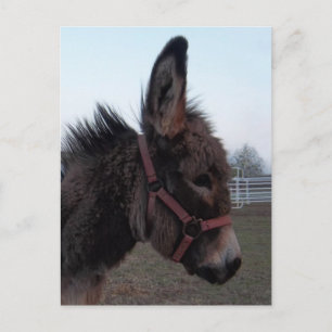 Carte Postale Donkey-Head