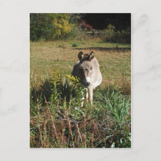 Carte Postale Donkey picking yellow Autumn