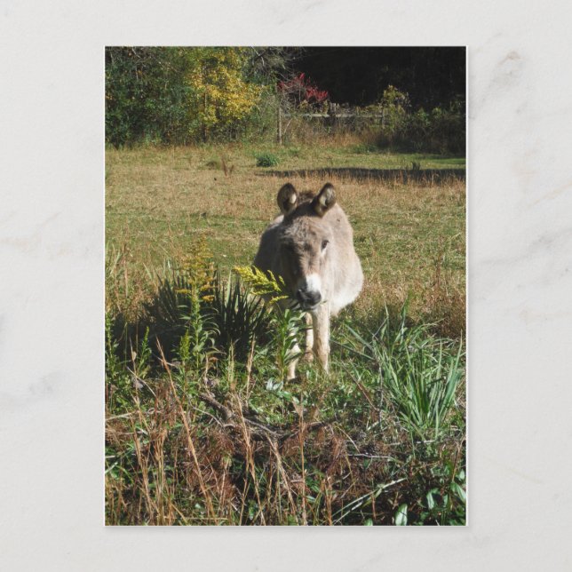 Carte Postale Donkey picking yellow Autumn (Devant)