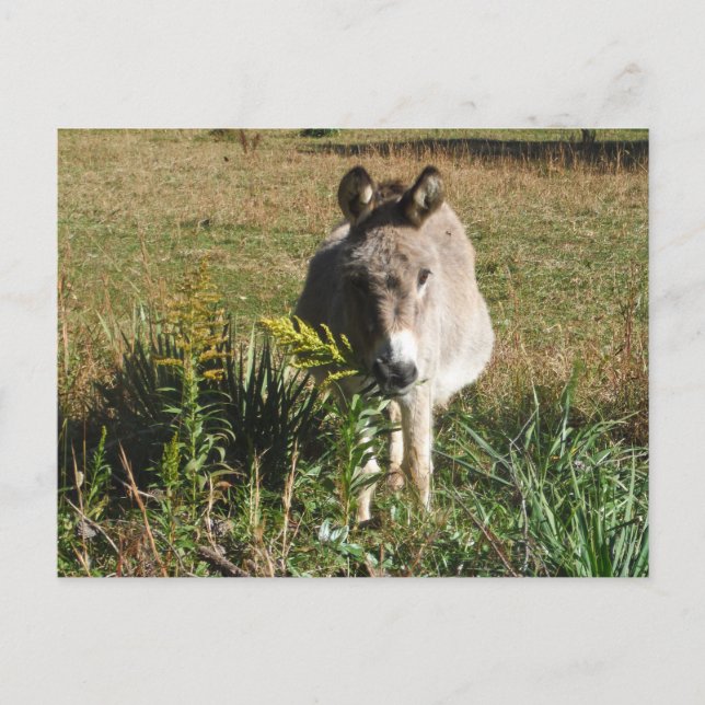 Carte Postale Donkey picking yellow Autumn (Devant)