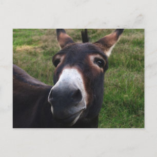Carte postale Donkey souriant