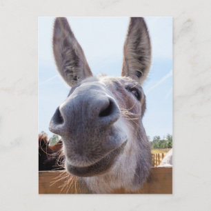 Carte postale Donkey souriant