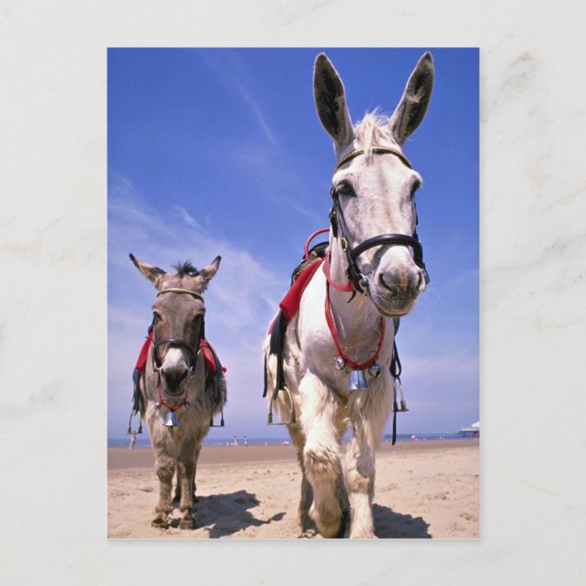 Carte Postale Donkeys, Blackpool Beach, Angleterre (Devant)