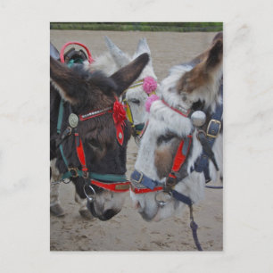 Carte postale Donkeys bord de mer