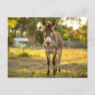Carte postale Donkeys Burro