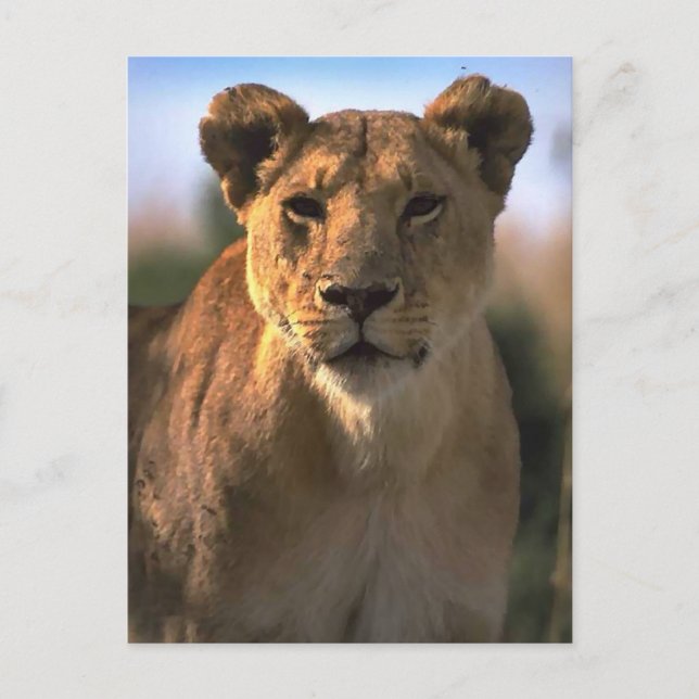 Carte Postale Dons aux amoureux des lions de lionnes (Devant)