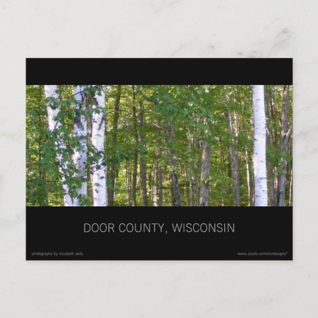 Carte postale Door County Birch Trees (Devant)