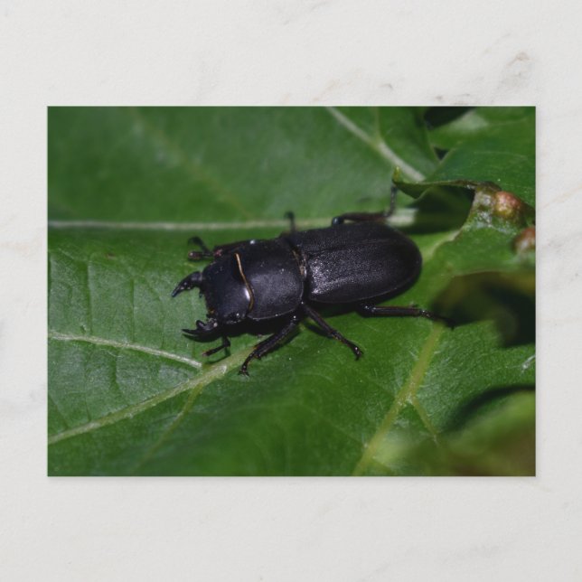 Carte Postale Dorcus parallelipipedus, le moindre dendroctone du (Devant)