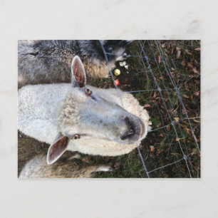 Carte Postale Doris les moutons