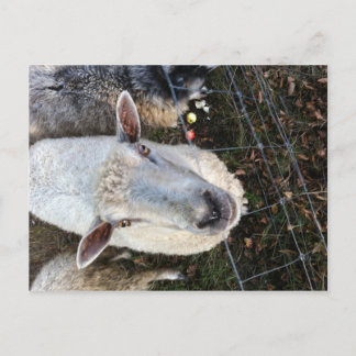 Carte Postale Doris les moutons