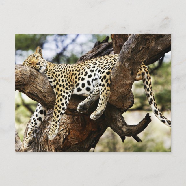 Carte Postale Dormir Cheetah (Devant)