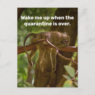 Carte Postale Dormir Le Singe Me Réveille Quand La Quarantaine E