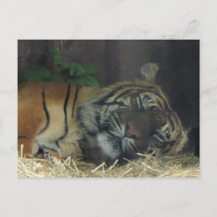 Carte Postale Dormir sur le tigre ?