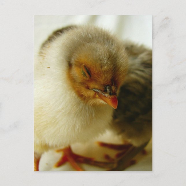 Carte Postale Dormir sur le travail (Devant)