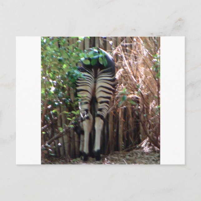 Carte Postale Dos d'Okapi (Devant)
