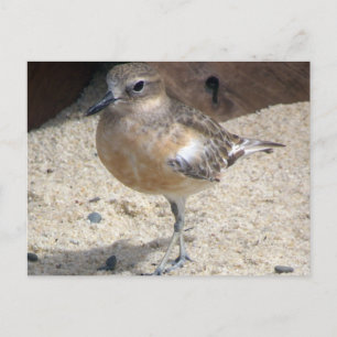 Carte Postale Dotterel