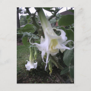 Carte Postale Double blanc Brugmansie