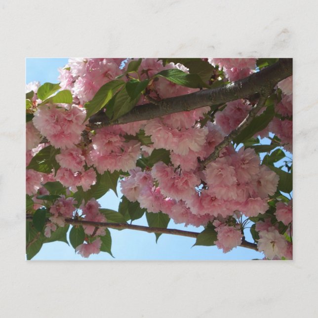 Carte Postale Double Blossoming Cherry (Devant)