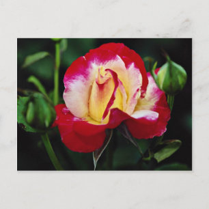 Carte Postale Double Deluxe Hybrid Tea Rose Andeli Flux blanc
