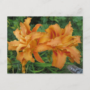 Carte Postale Double Lily