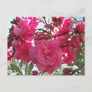 Carte Postale Double Oleander 1