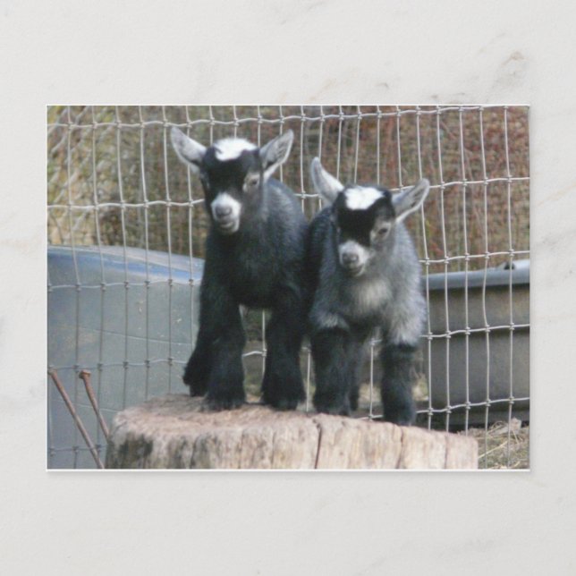 Carte Postale Double problème (Devant)