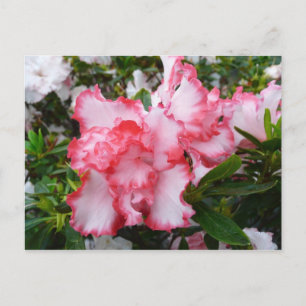 Carte Postale Double rouge et blanc Azaleas printemps floral