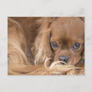 Carte Postale Douce Ruby Cavalier King Charles Spaniel