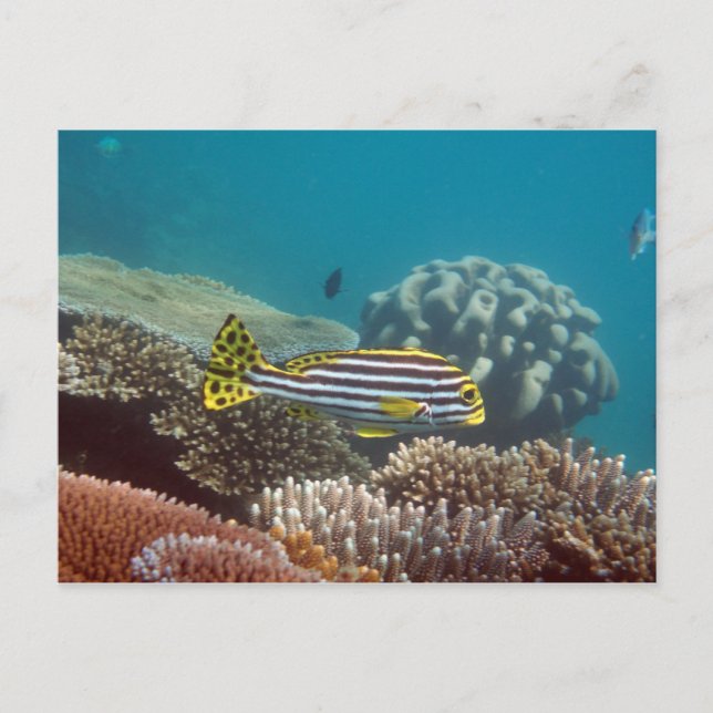 Carte Postale Douceur à bande diagonale (Plectorhinchus lineatus (Devant)