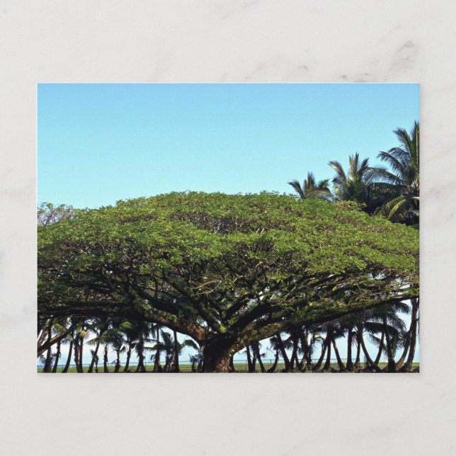 Carte Postale Douche par plage, Hilo, Hawaii (Devant)