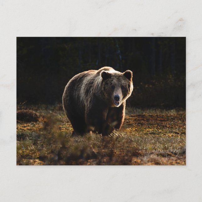 Carte postale d'ours (Devant)