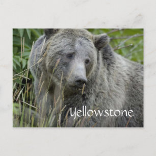 Carte postale d'ours grizzly de Yellowstone