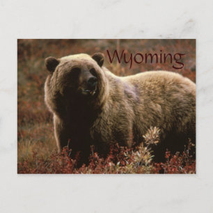 Carte postale d'ours grizzly du Wyoming