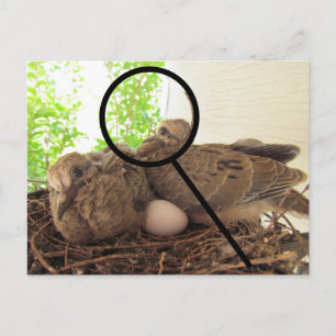 Carte postale - Dove Fledglings in Nest