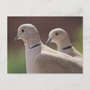 Carte Postale Doves