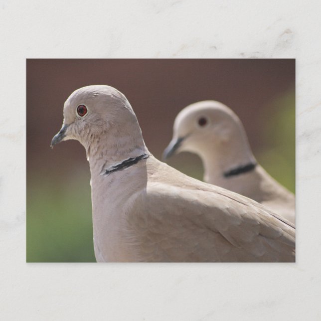 Carte Postale Doves (Devant)
