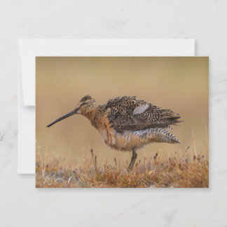 Carte Postale Dowitcher à long bec