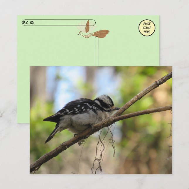 Carte postale Downy Woodpecker (Devant / Derrière)