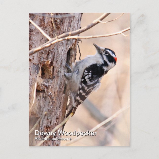 Carte postale Downy Woodpecker (Devant)