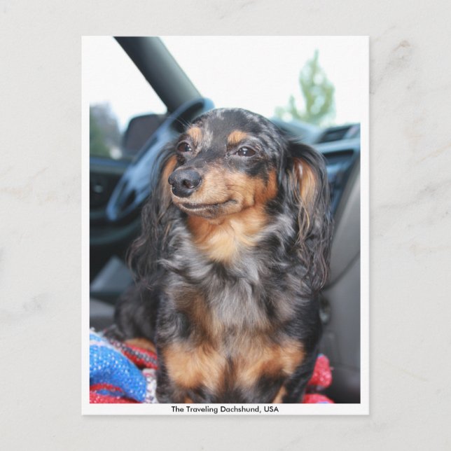 Carte Postale doxie souriante, The Traveling Dachshund, USA (Devant)
