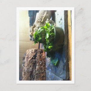 Carte Postale Dragon à oreilles dégustant une salade