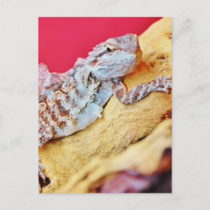 Carte Postale Dragon à tête colorée